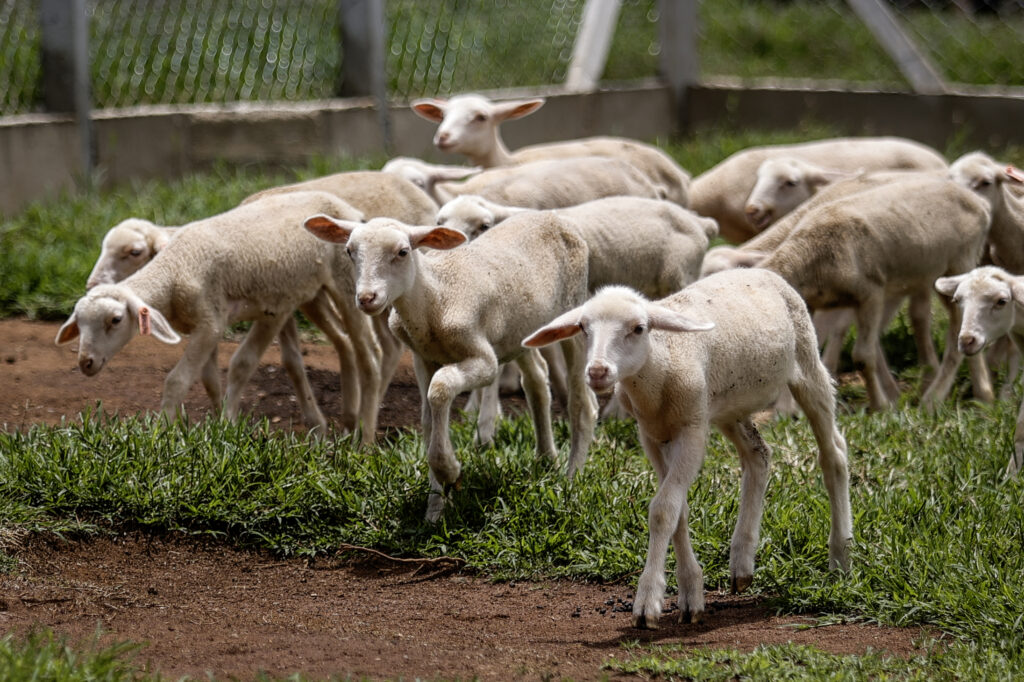 Animais_7
