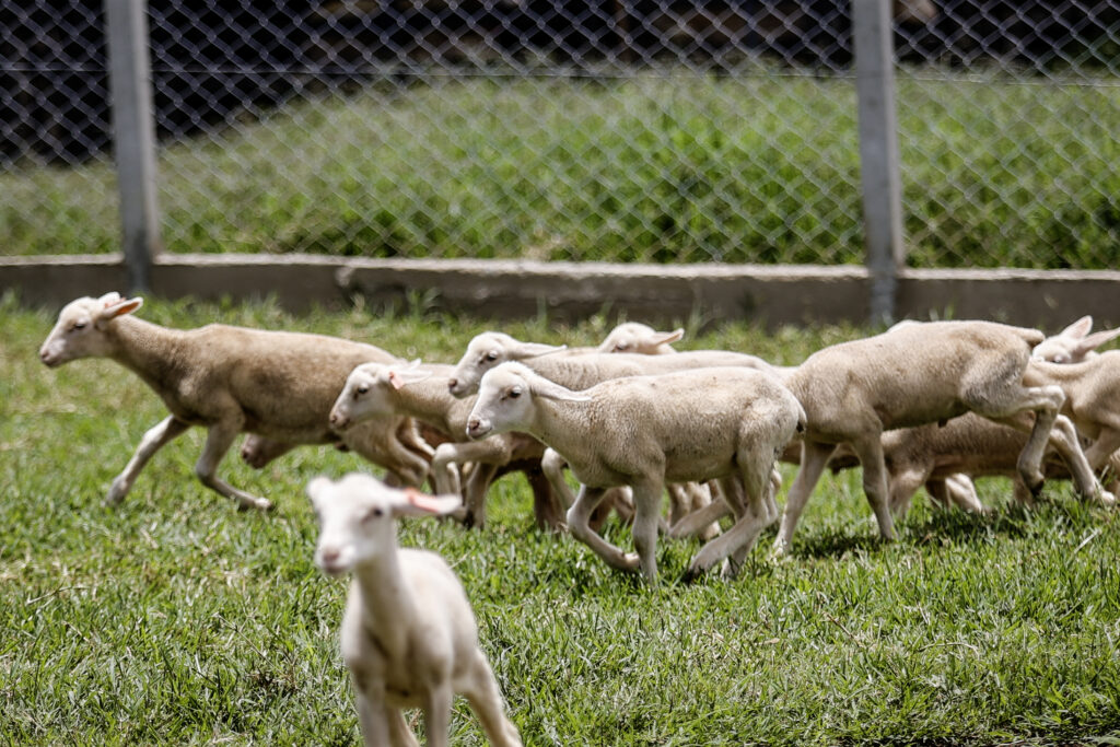 Animais_8